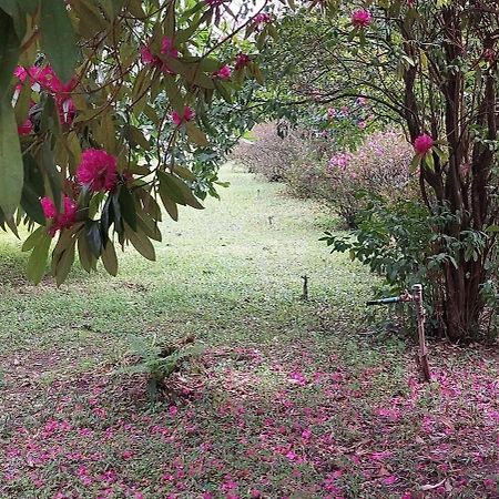 Quinta D'Avo Amelia Bed & Breakfast Alquerubim Dış mekan fotoğraf