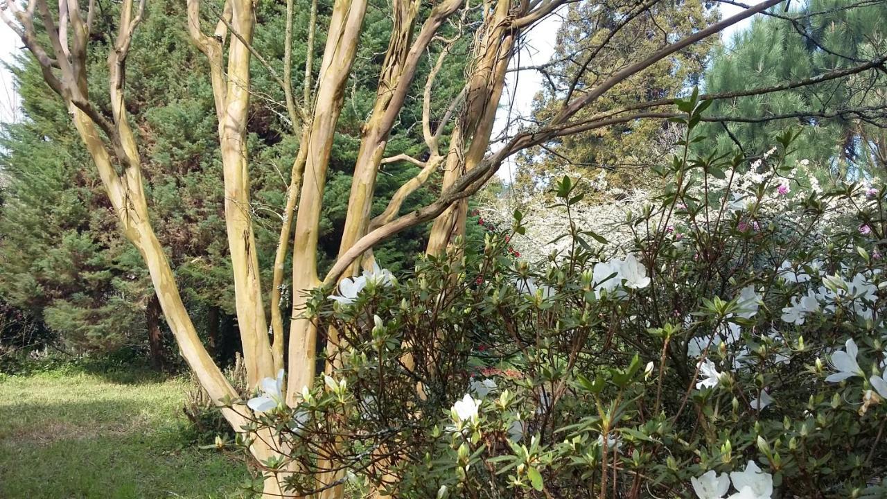 Quinta D'Avo Amelia Bed & Breakfast Alquerubim Dış mekan fotoğraf