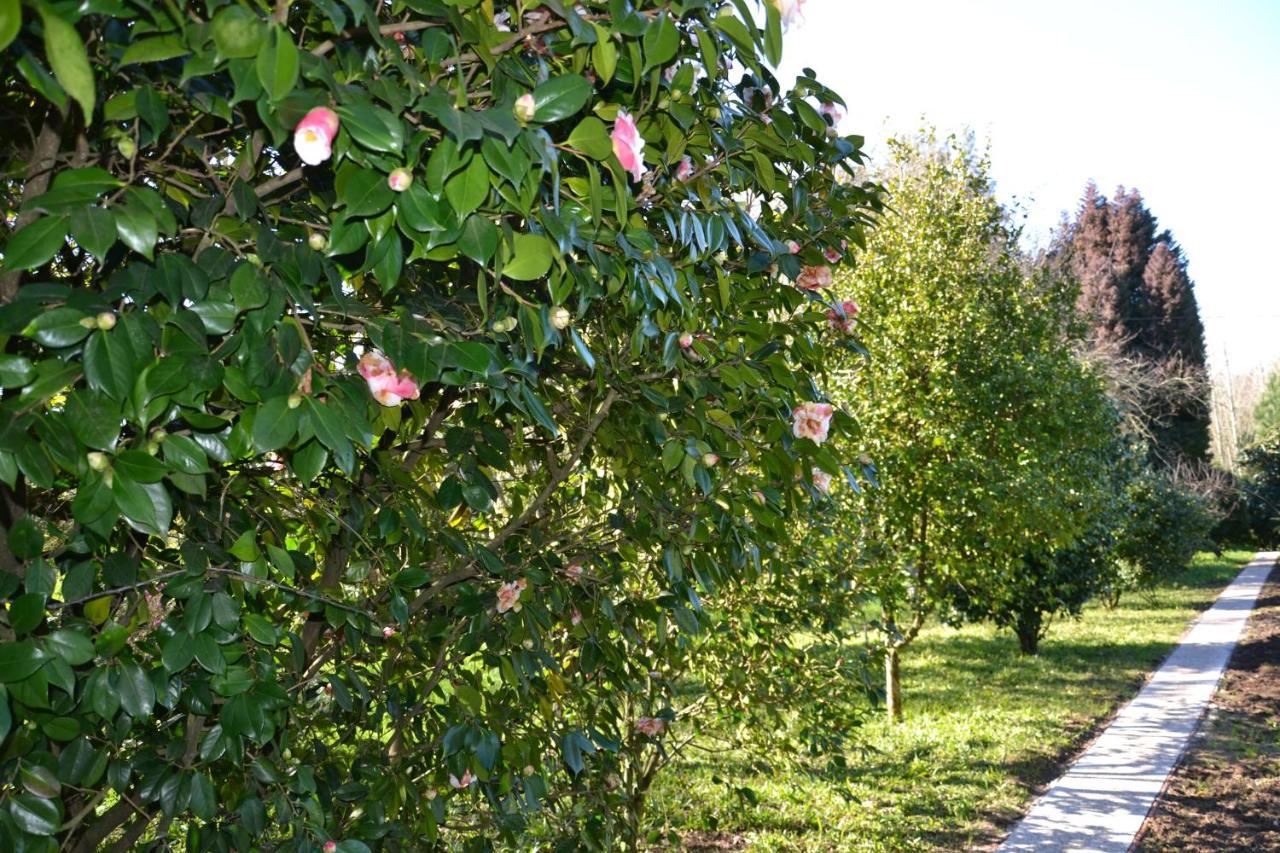 Quinta D'Avo Amelia Bed & Breakfast Alquerubim Dış mekan fotoğraf