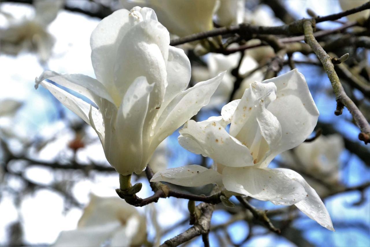 Quinta D'Avo Amelia Bed & Breakfast Alquerubim Dış mekan fotoğraf
